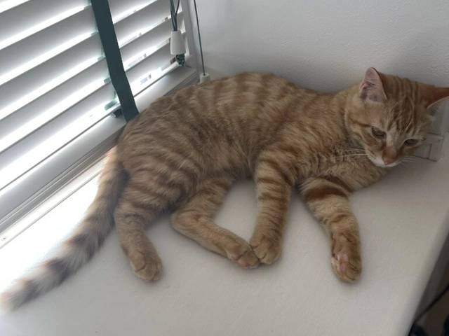 RUI's cats at home, photo 7