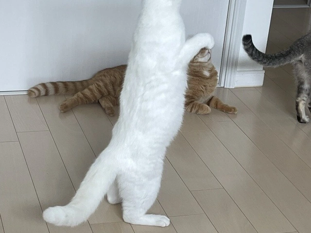 RUI's cats at home, photo 9