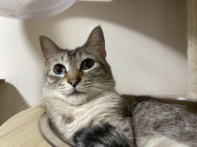 RUI's cats at home, photo 117