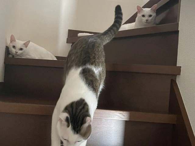 RUI's cats at home, photo 118