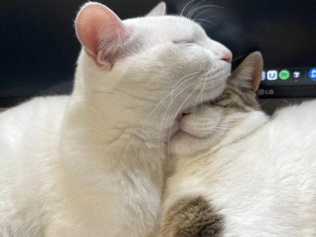 RUI's cats at home, photo 131