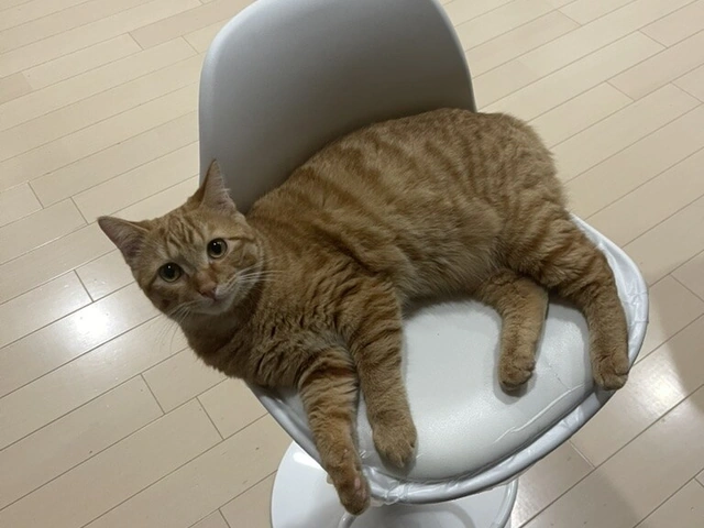 RUI's cats at home, photo 15