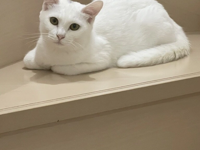 RUI's cats at home, photo 18