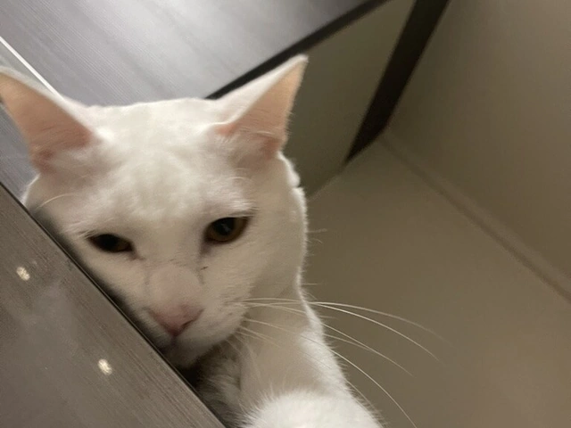 RUI's cats at home, photo 27