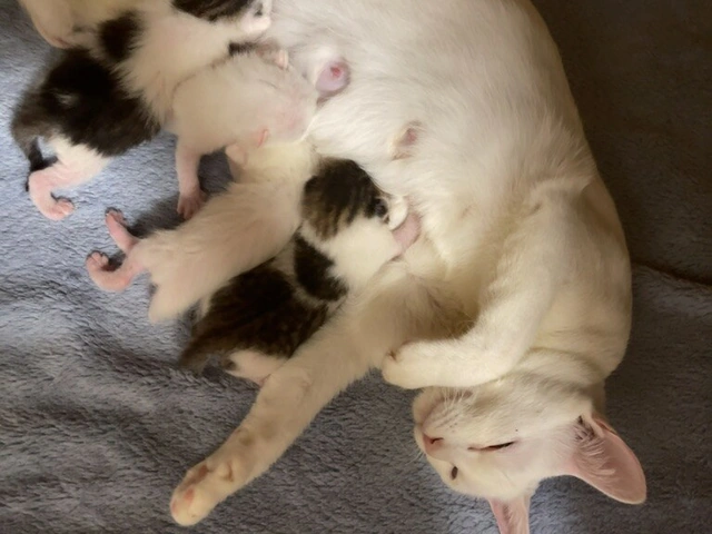 RUI's cats at home, photo 39