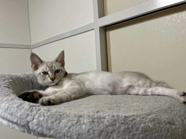 RUI's cats at home, photo 42