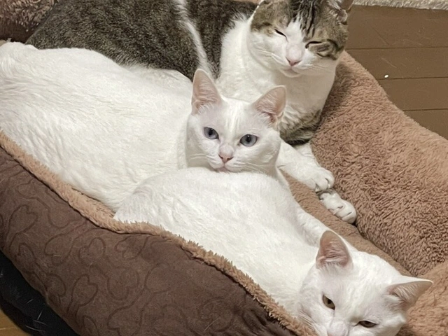 RUI's cats at home, photo 49
