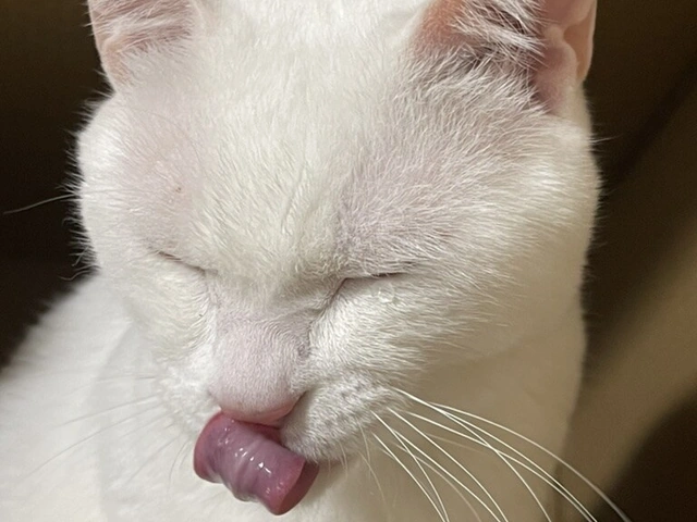 RUI's cats at home, photo 56
