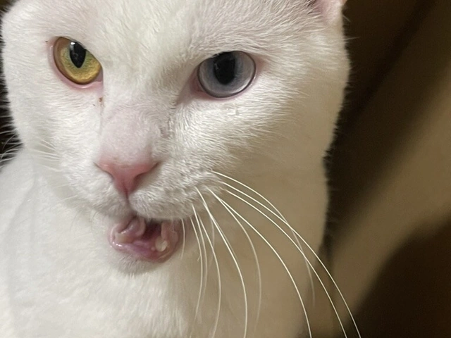 RUI's cats at home, photo 60