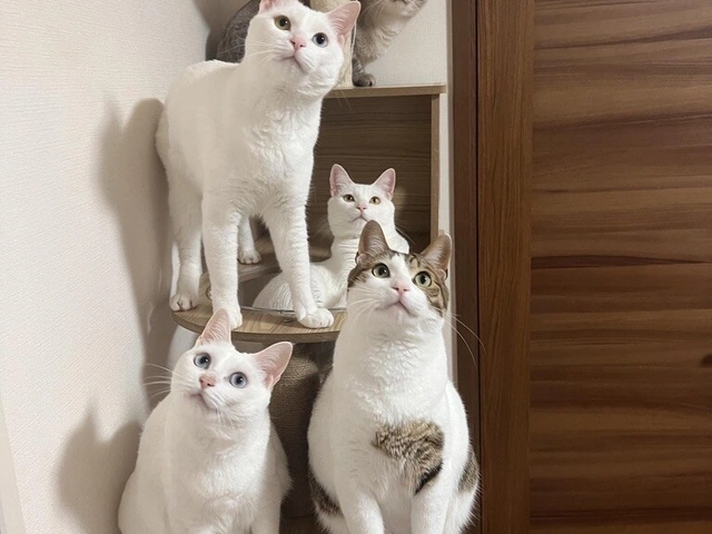 RUI's cats at home, photo 62