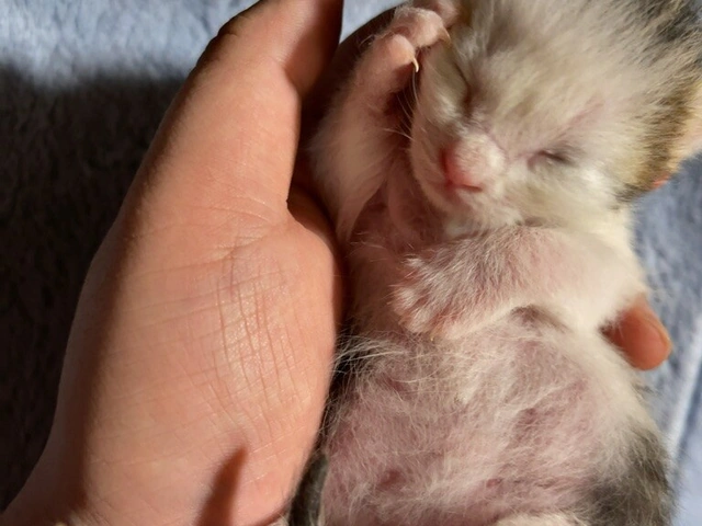 RUI's cats at home, photo 64