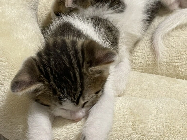 RUI's cats at home, photo 65