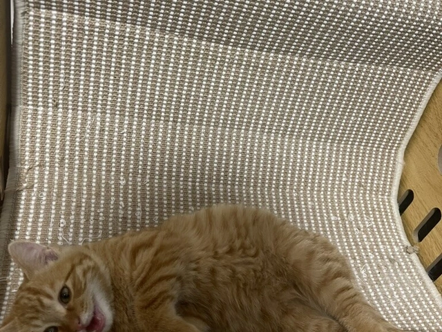 RUI's cats at home, photo 67