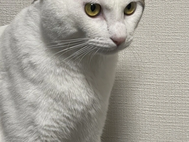 RUI's cats at home, photo 68