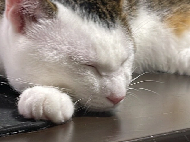 RUI's cats at home, photo 69