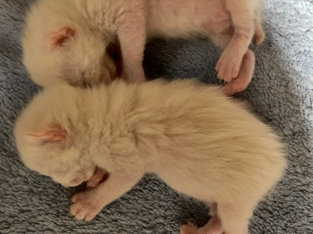 RUI's cats at home, photo 77