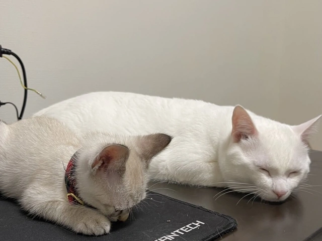 RUI's cats at home, photo 84