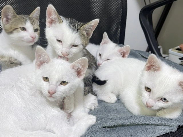 RUI's cats at home, photo 87