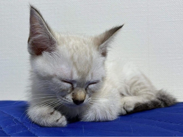 RUI's cats at home, photo 89