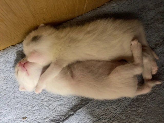RUI's cats at home, photo 93